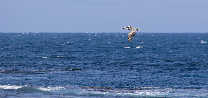 Brown Pelican In Flight